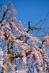 枝垂桜_01
