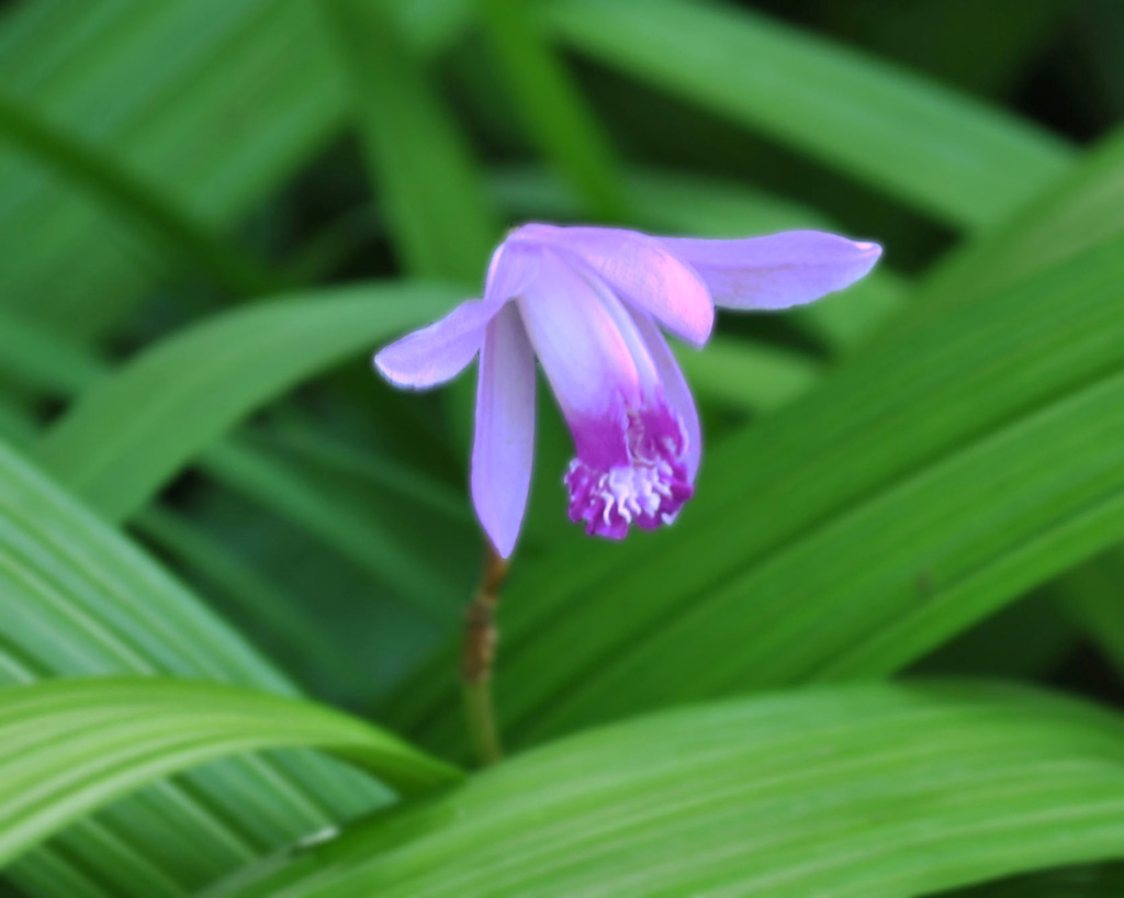 草花