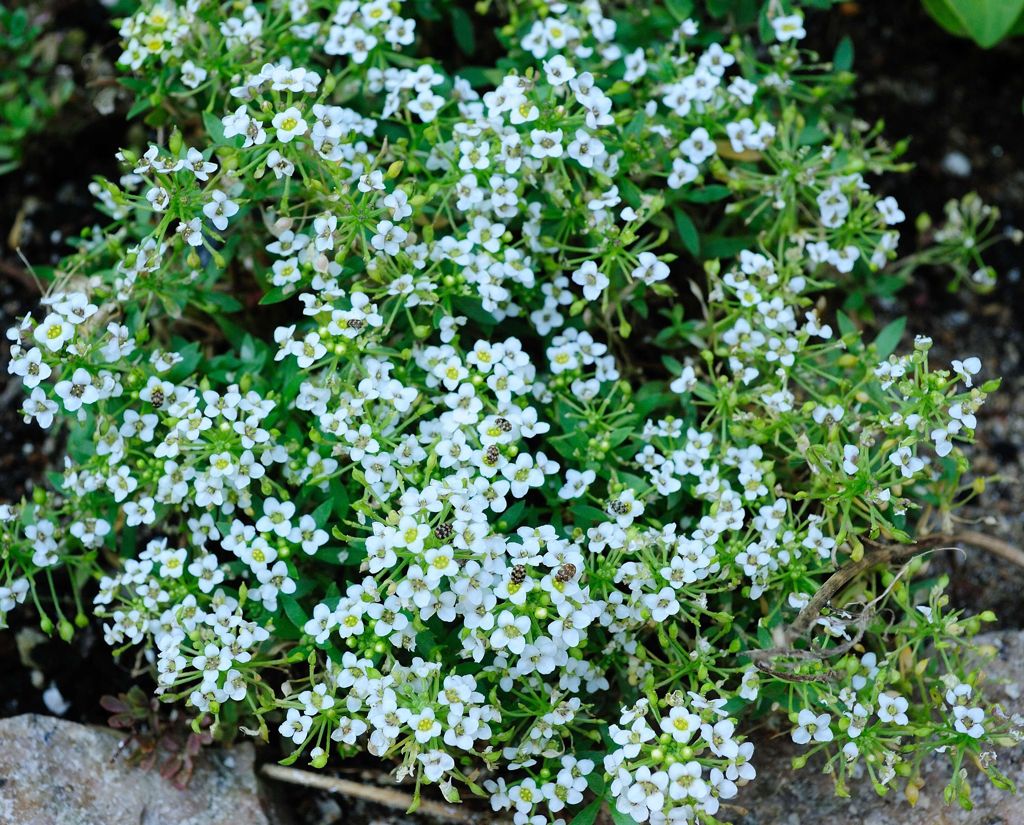 我が家の花壇-02