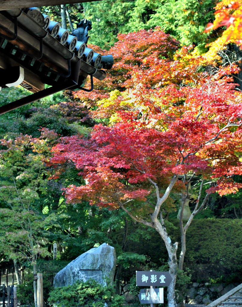 光明寺　紅葉01
