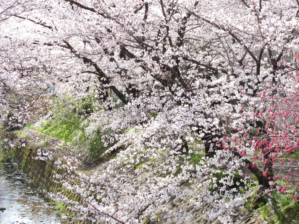 桜-03
