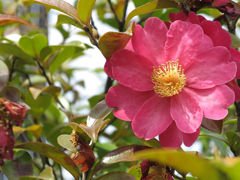 山茶花