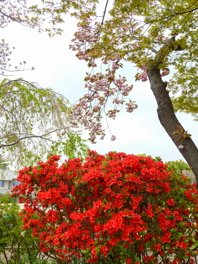 八重桜とツツジ