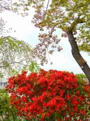 八重桜とツツジ