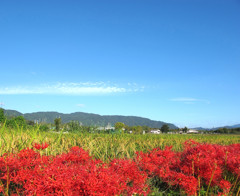 彼岸花のある風景