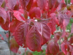 紅葉-01