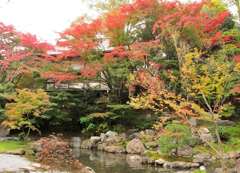 紅葉_01
