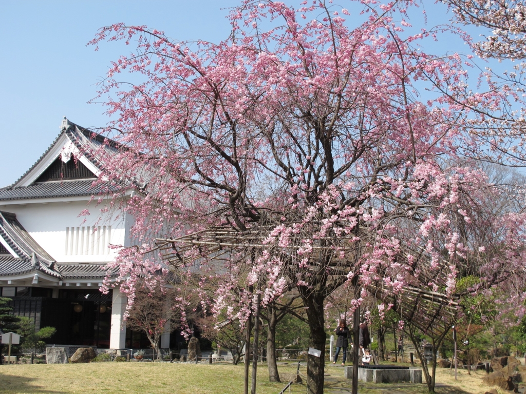 桜-11