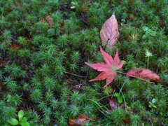 紅葉-10