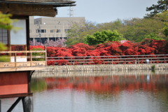 キリシマツツジ