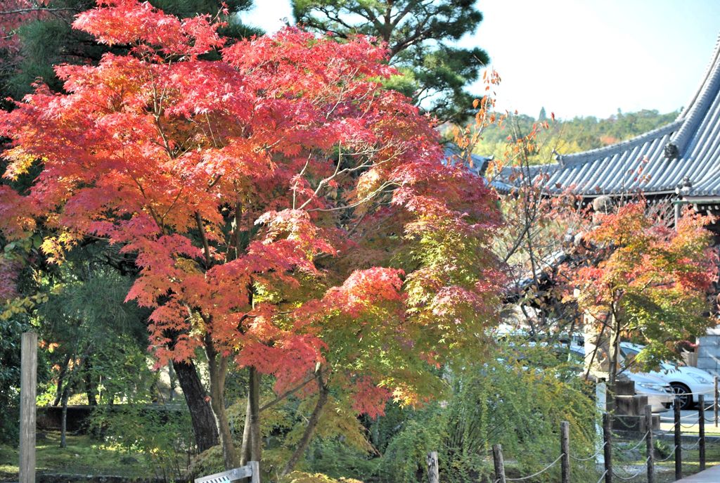 光明寺　紅葉07