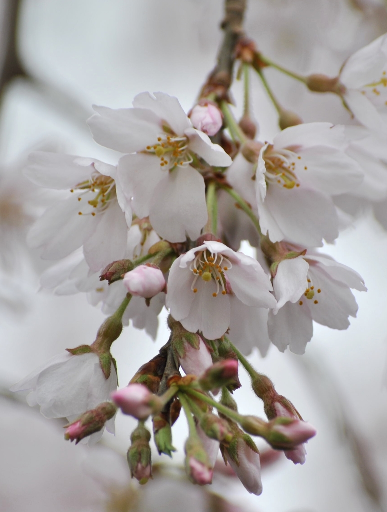 桜_04