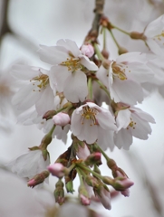 桜_04