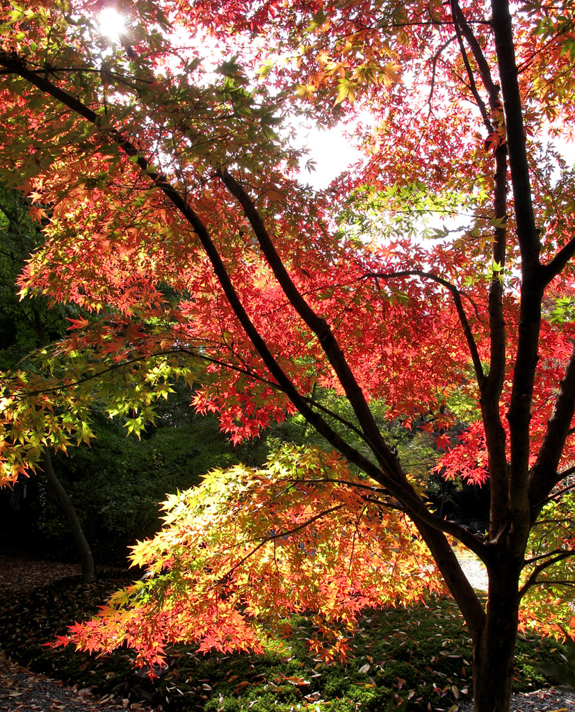 紅葉-03
