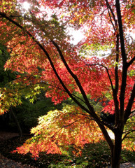 紅葉-03