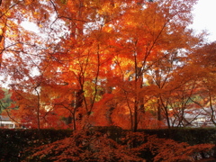 光明寺-11