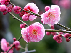 梅