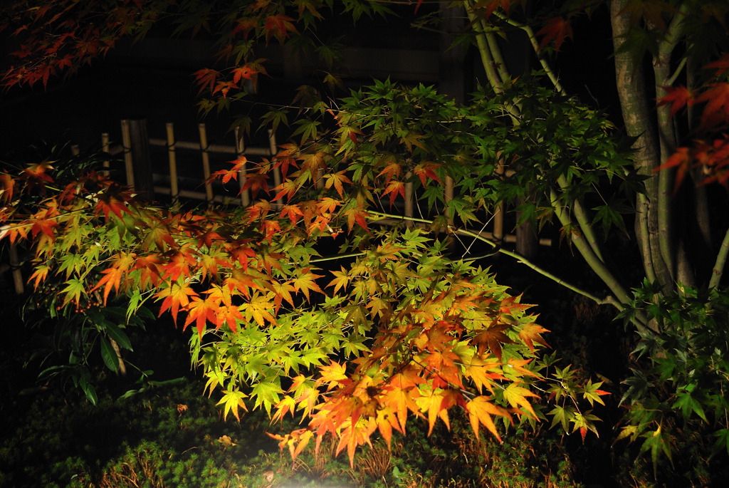 長岡天満宮ライトアップ01