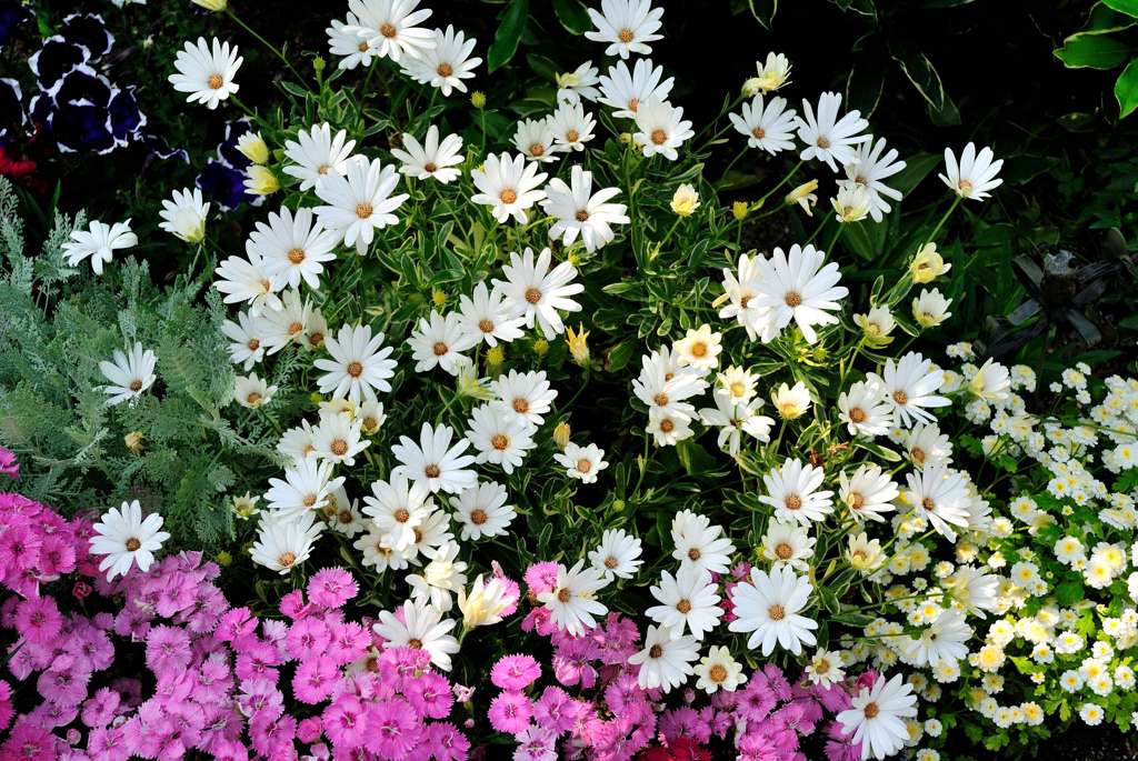 我が家の花壇-09