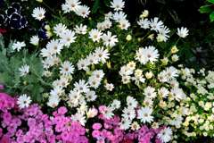 我が家の花壇-09