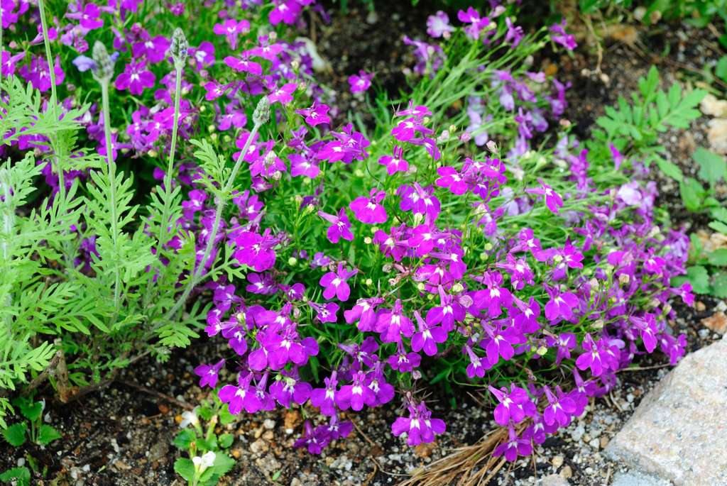 我が家の花壇-14