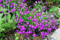 我が家の花壇-14