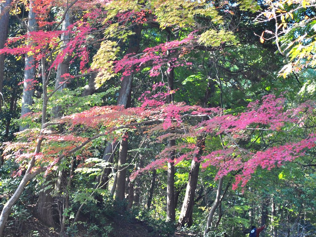 光明寺　紅葉08