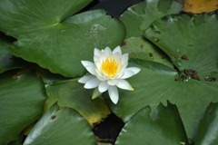 京都洛西散策09