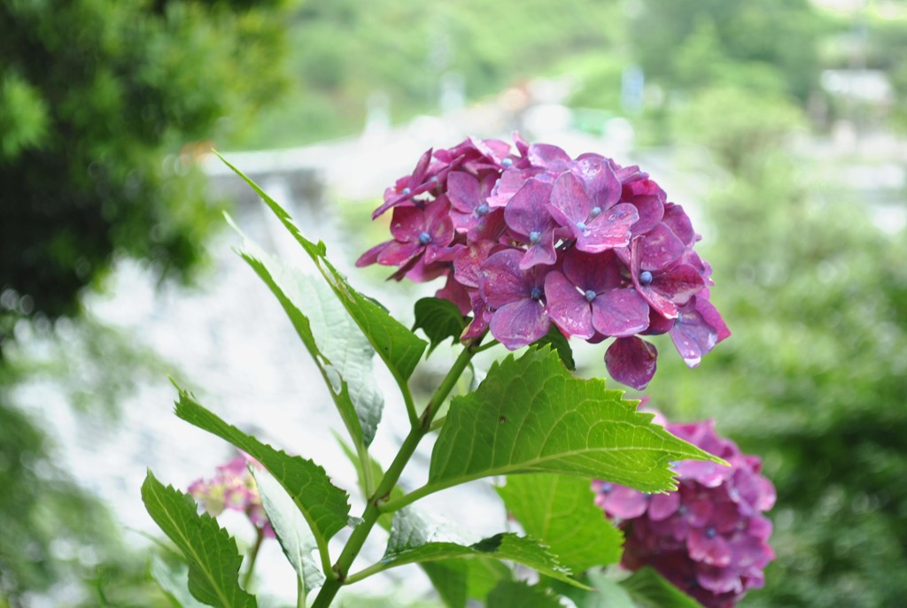 紫陽花04