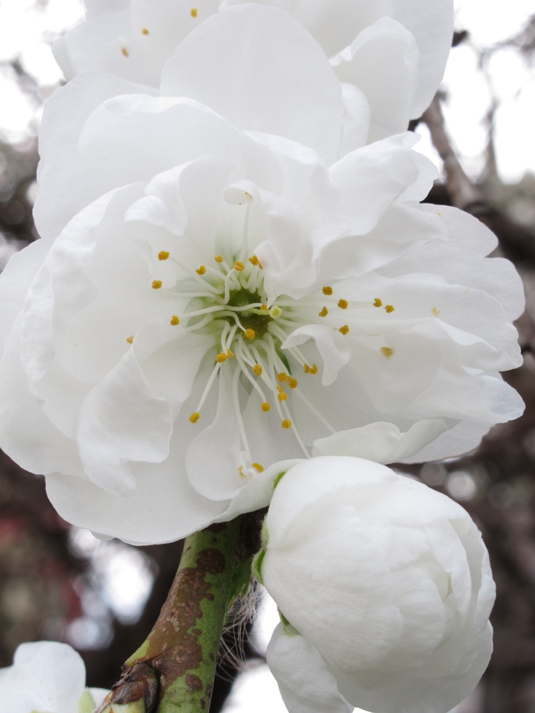 桜02