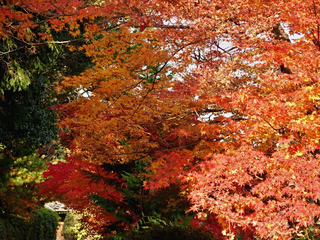 紅葉０１