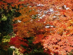 紅葉０１