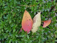 紅葉-02