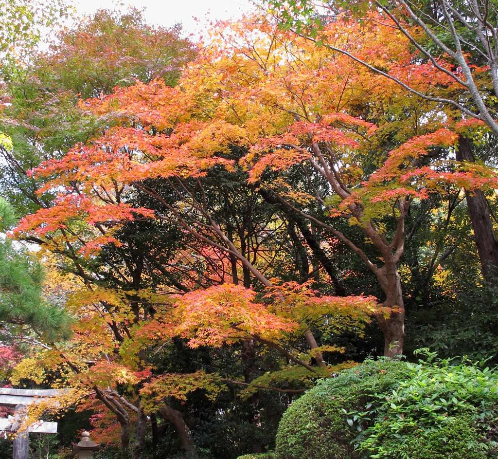 大原野神社_09