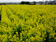 名残の菜の花