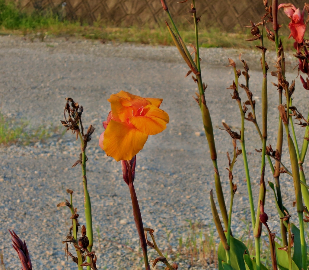 道路脇に咲く花