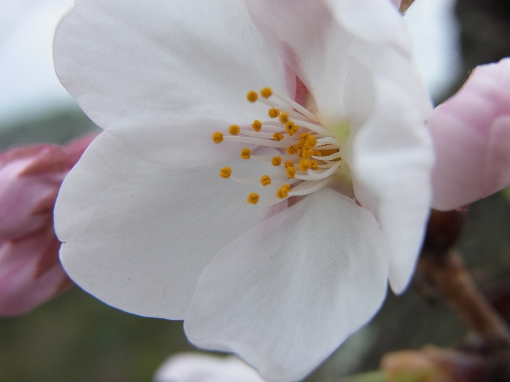 桜01