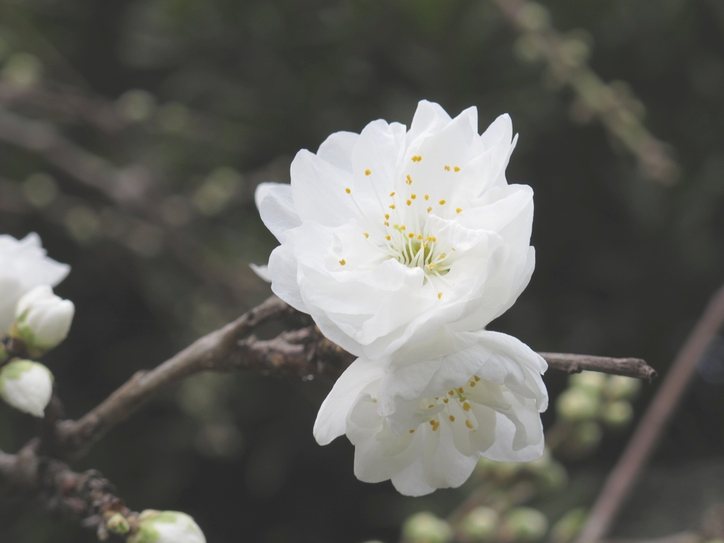 桜-03