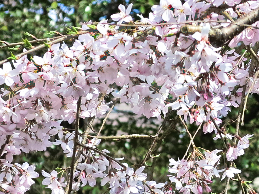 枝垂れ桜02