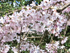 枝垂れ桜02