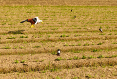 鳥追い