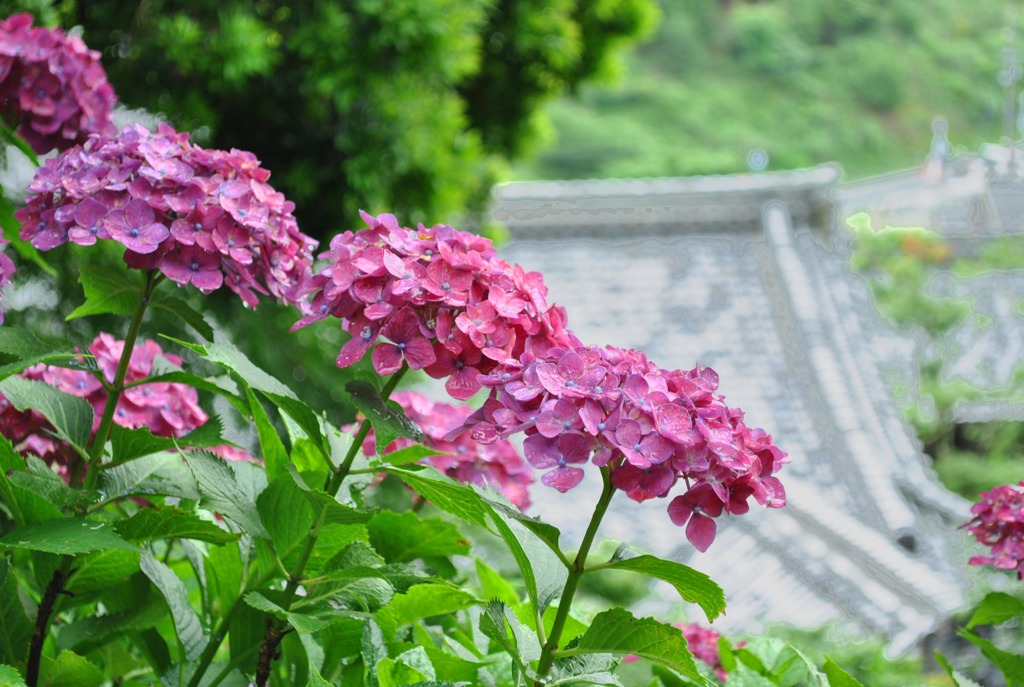 紫陽花01