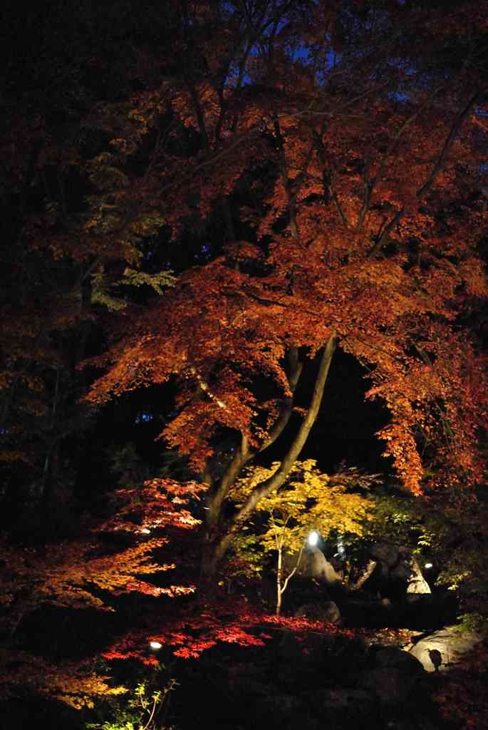 長岡天満宮ライトアップ05