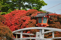 キリシマツツジ