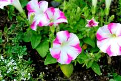 我が家の花壇-12