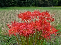彼岸花02