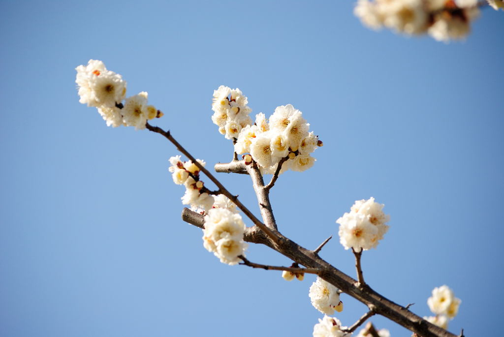 桜_02
