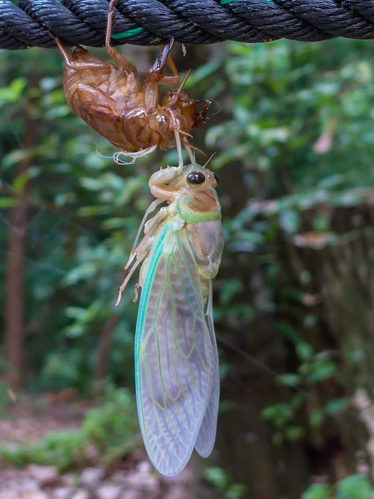 セミの脱皮