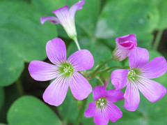 道端に咲いた草花01