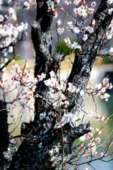 桜_07